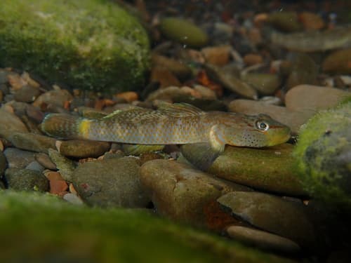Spotted-stripe Goby