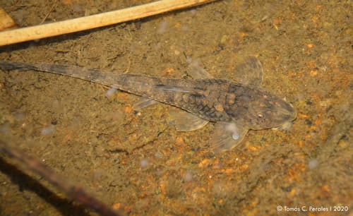 Catamarca Whiptail Catfish