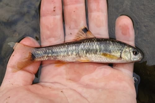 River Gudgeon