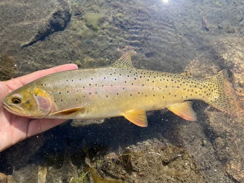 Rocky Mountain Cutthroat Trout