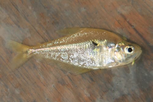 Roeboides Dientonito