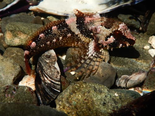 Rosy Sculpin