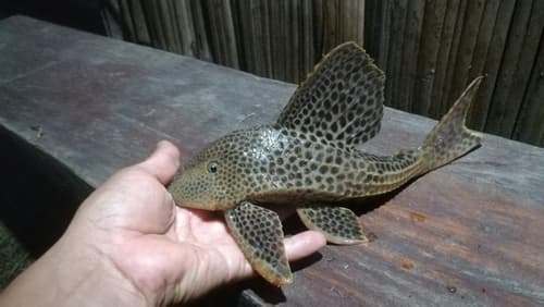 Round-sail Pleco