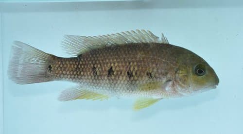 Sarabia Cichlid