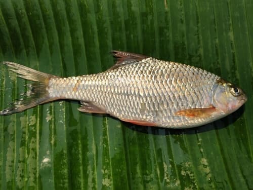 Spinyfin Scaphiodonichthys