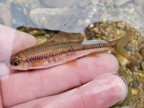 Scaphostoma lepturus