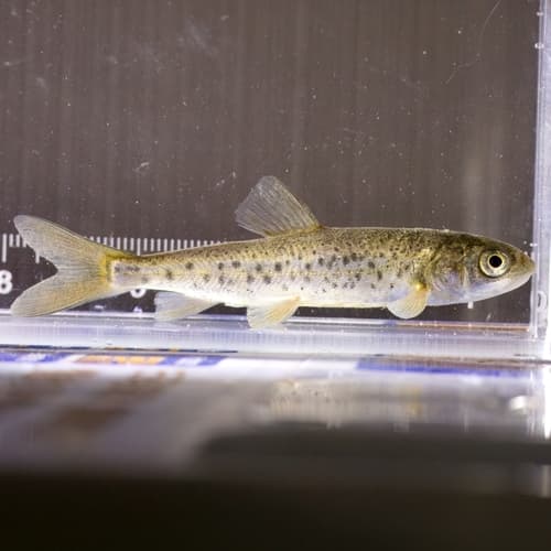 Younghusband's Snowtrout