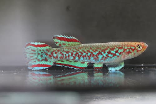 Scriptaphyosemion bertholdi