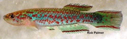 Scriptaphyosemion chaytori