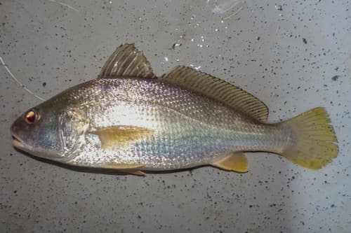Sharp-toothed Hammer Croaker