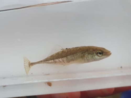 Short Ninespine Stickleback
