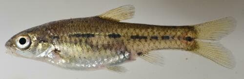 Shortfin Barb