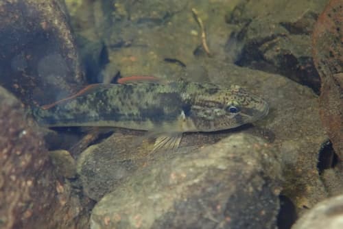 Sineleotris saccharae