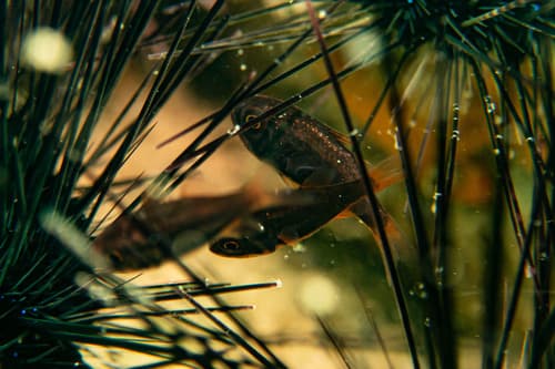 Fuscolineata Cardinalfish