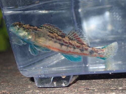 Sipsey Fork Darter