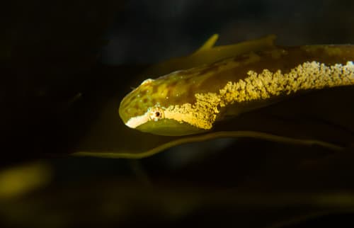 Slender Clingfish
