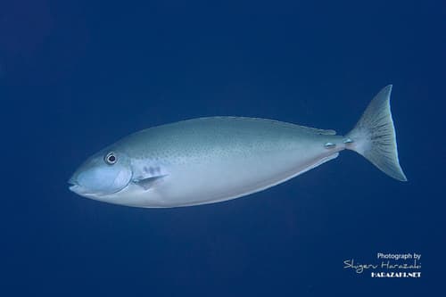 Slender Unicornfish