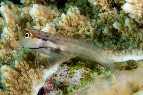 Smallspotted Combtooth Blenny
