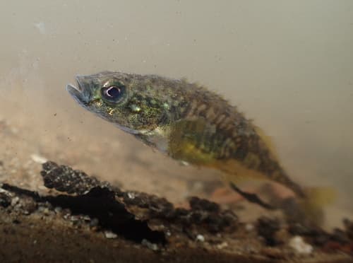 Smoothtail Nine-spined Stickleback