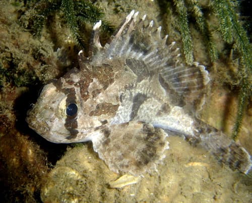 South Australian Cobbler