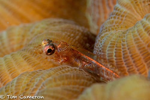 Southern Smoothhead Glass Blenny