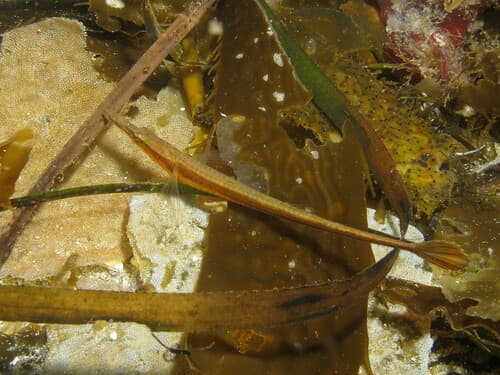 Southern Tubenose Poacher