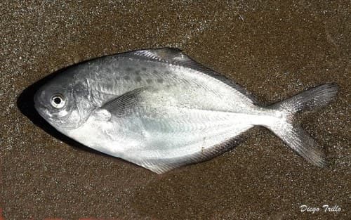 Southwest Atlantic butterfish