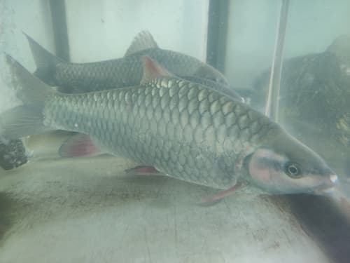 Spinibarbichthys yunnanensis