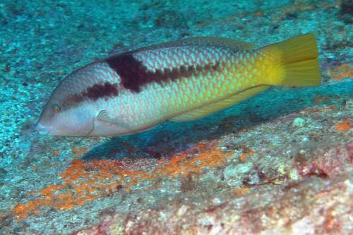 Spinster Wrasse