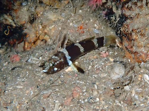 Splechtna's Goby