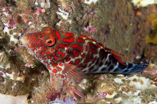 Splendid Hawkfish