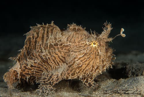 Splitlure Frogfish