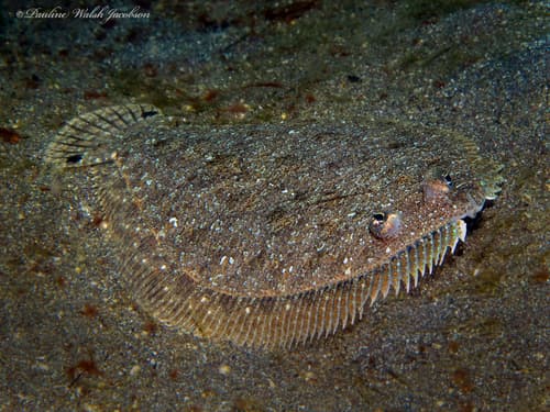 Spot-tail Wide-eye Flounder