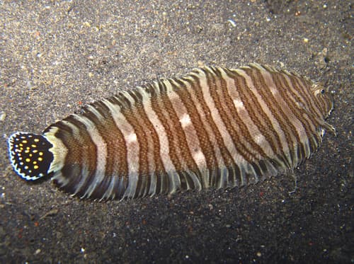 Spotted-tail Sole