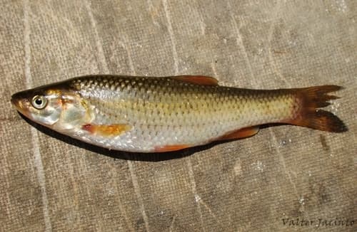 Squalius tartessicus