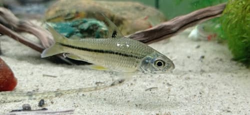 Shortfin Steindachnerina