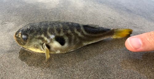 Striped Puffer