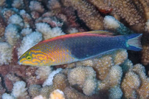 Tahitian Wrasse