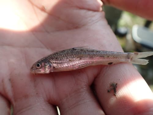 Taiwan Eightbarbel Gudgeon