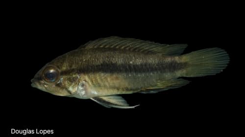 Three-striped Dwarf Cichlid