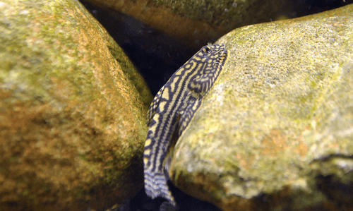 Tiger Hillstream Loach