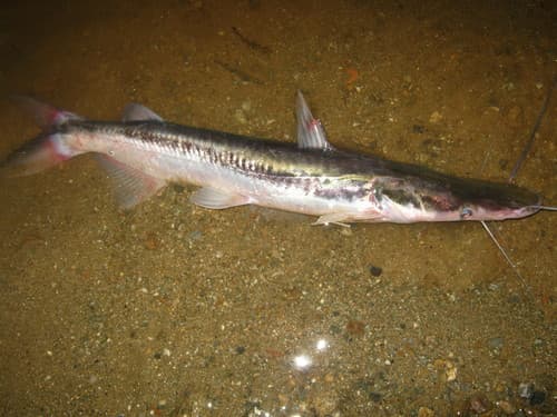 Trans-Andean Shovelnose Catfish