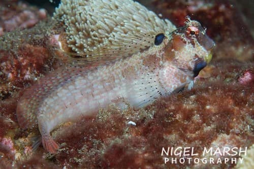 Triplespot Blenny