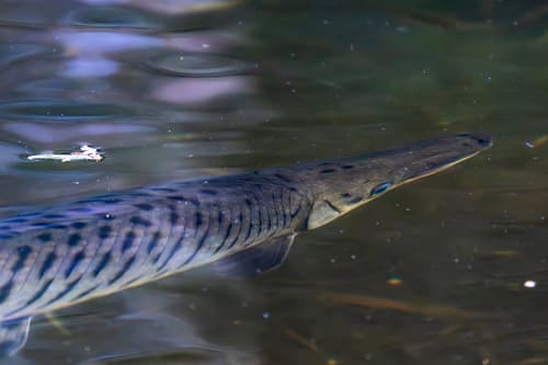 Tropical Gar