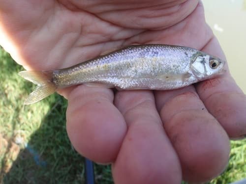 Algerian Minnow
