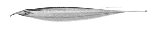 Tube-snouted Ghost Knifefish
