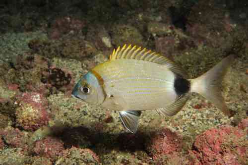Two-banded Seabream