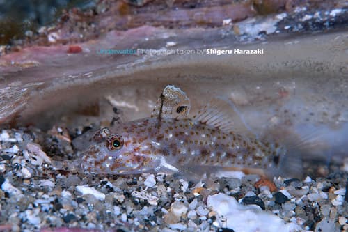 Twospot Sandgoby