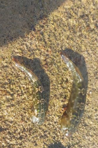 Valparaiso Clingfish