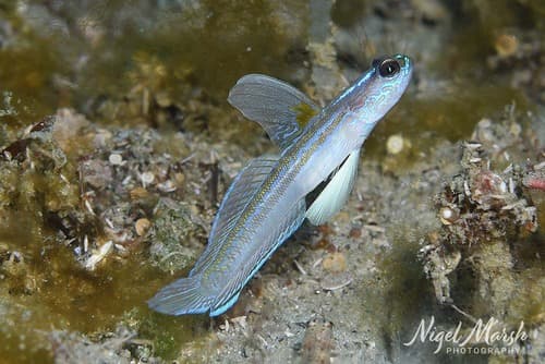 Vanderhorstia nobilis